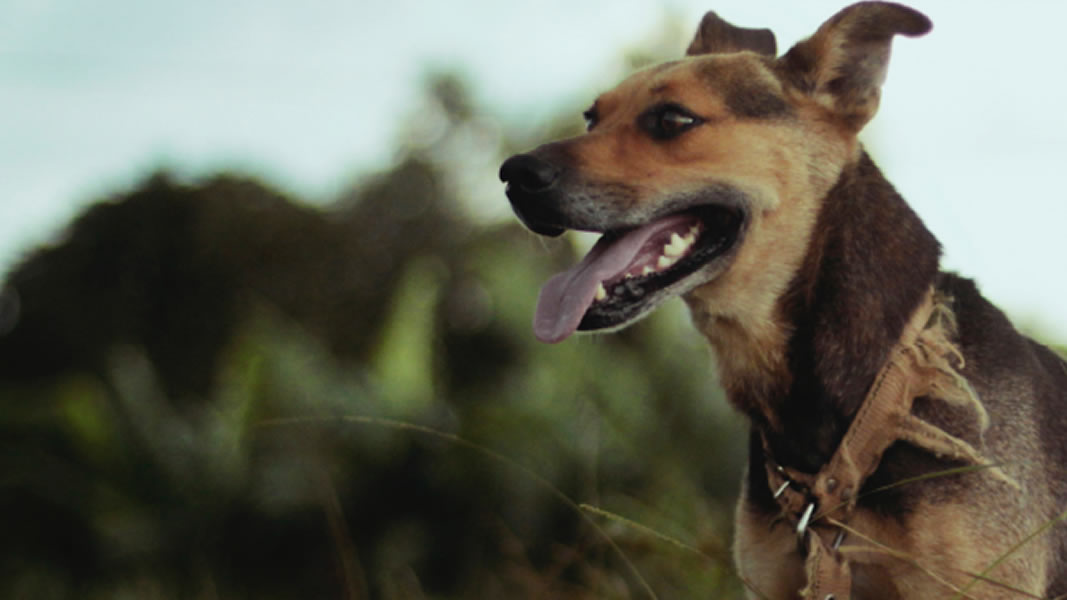 Onwettige jag met honde