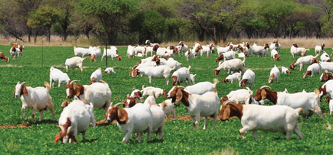 Rooivleis Gazette - Oktober 2025